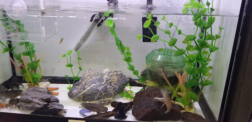 Pet Supply Store «Monster Aquarium Inc.», reviews and photos, 131-08 40 Rd, Flushing, NY 11354, USA