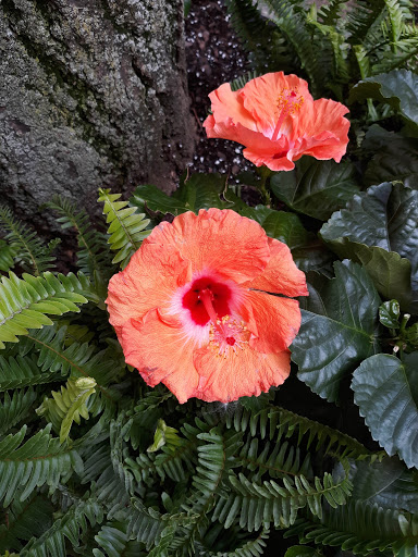 Modern Art Museum «Solomon R. Guggenheim Museum», reviews and photos, 1071 5th Ave, New York, NY 10128, USA