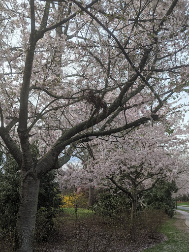 Golf Club «Myers Park Country Club Golf», reviews and photos, 2415 Roswell Ave, Charlotte, NC 28209, USA