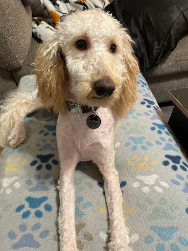 Pet Supply Store «PetSmart», reviews and photos, 2784 Wilma Rudolph Blvd, Clarksville, TN 37040, USA