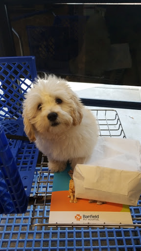 Pet Supply Store «PetSmart», reviews and photos, 807 Industrial Blvd, Smyrna, TN 37167, USA