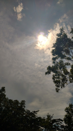 National Forest «Francis Marion National Forest», reviews and photos, 2967 Steed Creek Rd, Huger, SC 29450, USA