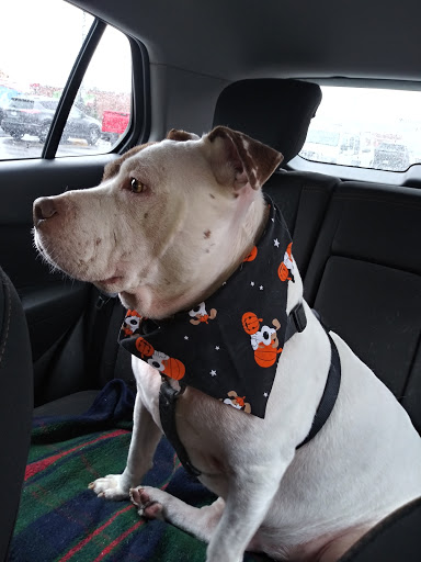 Pet Supply Store «Pet Supplies Plus», reviews and photos, 4405 Milestrip Rd, Blasdell, NY 14219, USA