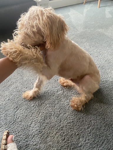 Pet Supply Store «Petco Animal Supplies», reviews and photos, 4167 Cheshire Station Plaza, Dale City, VA 22193, USA