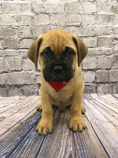 Pet Store «Happiness Is Pets», reviews and photos, 2936 Showplace Dr, Naperville, IL 60564, USA