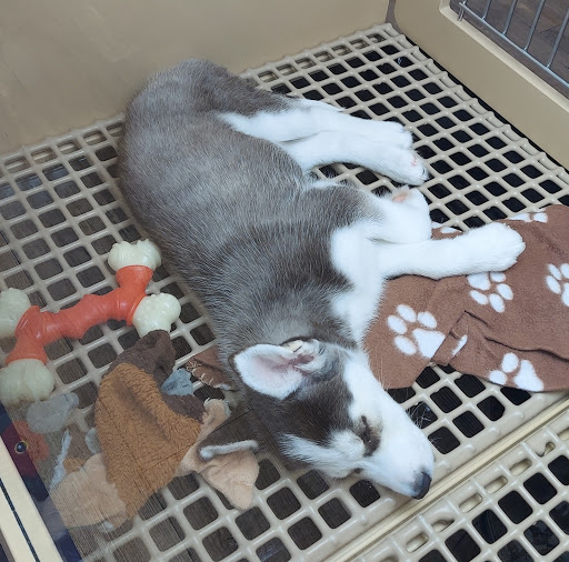 Pet Store «Petland», reviews and photos, 5470 Dixie Hwy, Fairfield, OH 45014, USA