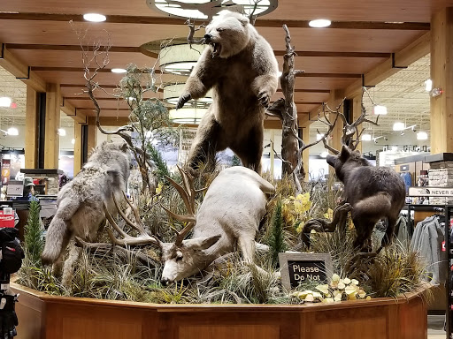 Outdoor Sports Store «Field & Stream», reviews and photos, 800 Brevard Rd #901, Asheville, NC 28806, USA