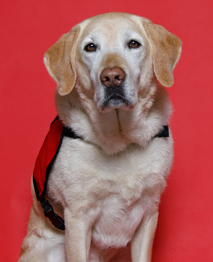 VCA Canada Guelph Veterinary Surgery Services image