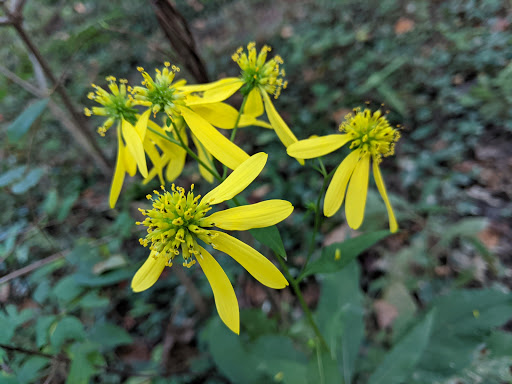 Nature Preserve «Clyde Shepherd Nature Preserve», reviews and photos, 2580 Pine Bluff Dr, Decatur, GA 30033, USA