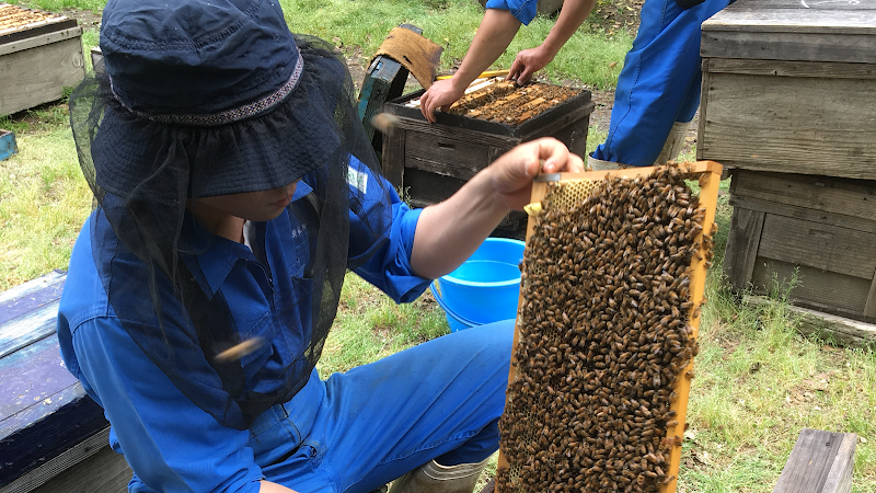 養蜂研究所 井上養蜂