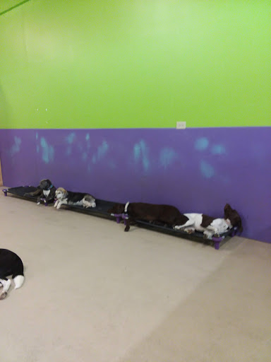 Pet Supply Store «Four Legs Pets Gilberts», reviews and photos, 133 E Higgins Rd, Gilberts, IL 60136, USA