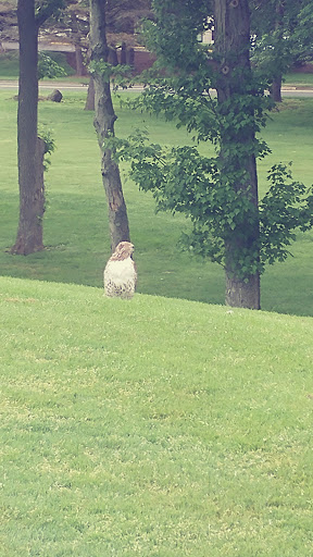 Golf Club «Rolling Greens Golf Club», reviews and photos, 600 Cold Spring Rd, Rocky Hill, CT 06067, USA