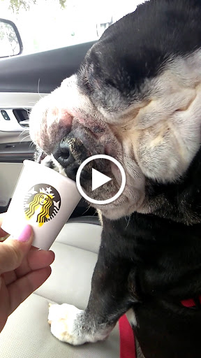 Coffee Shop «Starbucks», reviews and photos, 30503 US Hwy 19 N b, Palm Harbor, FL 34684, USA