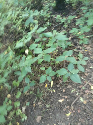 Park «Mather Woods Forest Preserve», reviews and photos, 25032 W Renwick Rd, Plainfield, IL 60544, USA