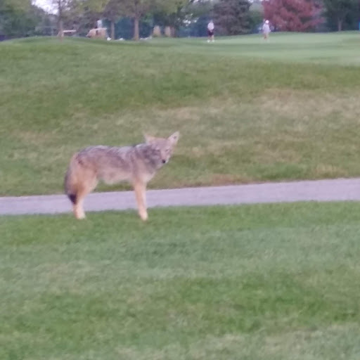 Golf Course «Stony Creek Golf Course», reviews and photos, 5850 W 103rd St, Oak Lawn, IL 60453, USA