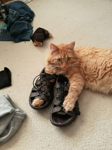 Pet Supply Store «PetSmart», reviews and photos, 79375 CA-111, La Quinta, CA 92253, USA