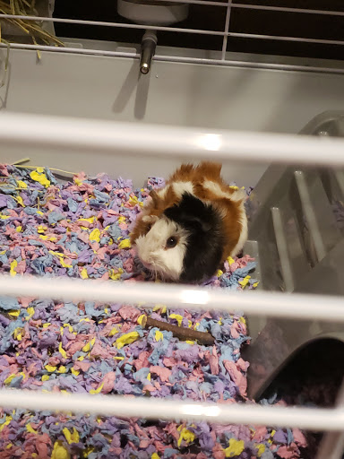 Pet Store «Gills And Thrills Pet Shop», reviews and photos, 204 E 8th St, Lockport, IL 60441, USA