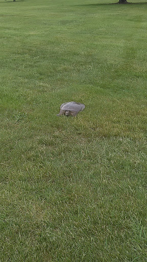 Golf Course «Belle River Golf Course», reviews and photos, 12564 Belle River Rd, Memphis, MI 48041, USA