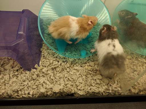 Pet Supply Store «Petco Animal Supplies», reviews and photos, 45205 Worth Ave, California, MD 20619, USA