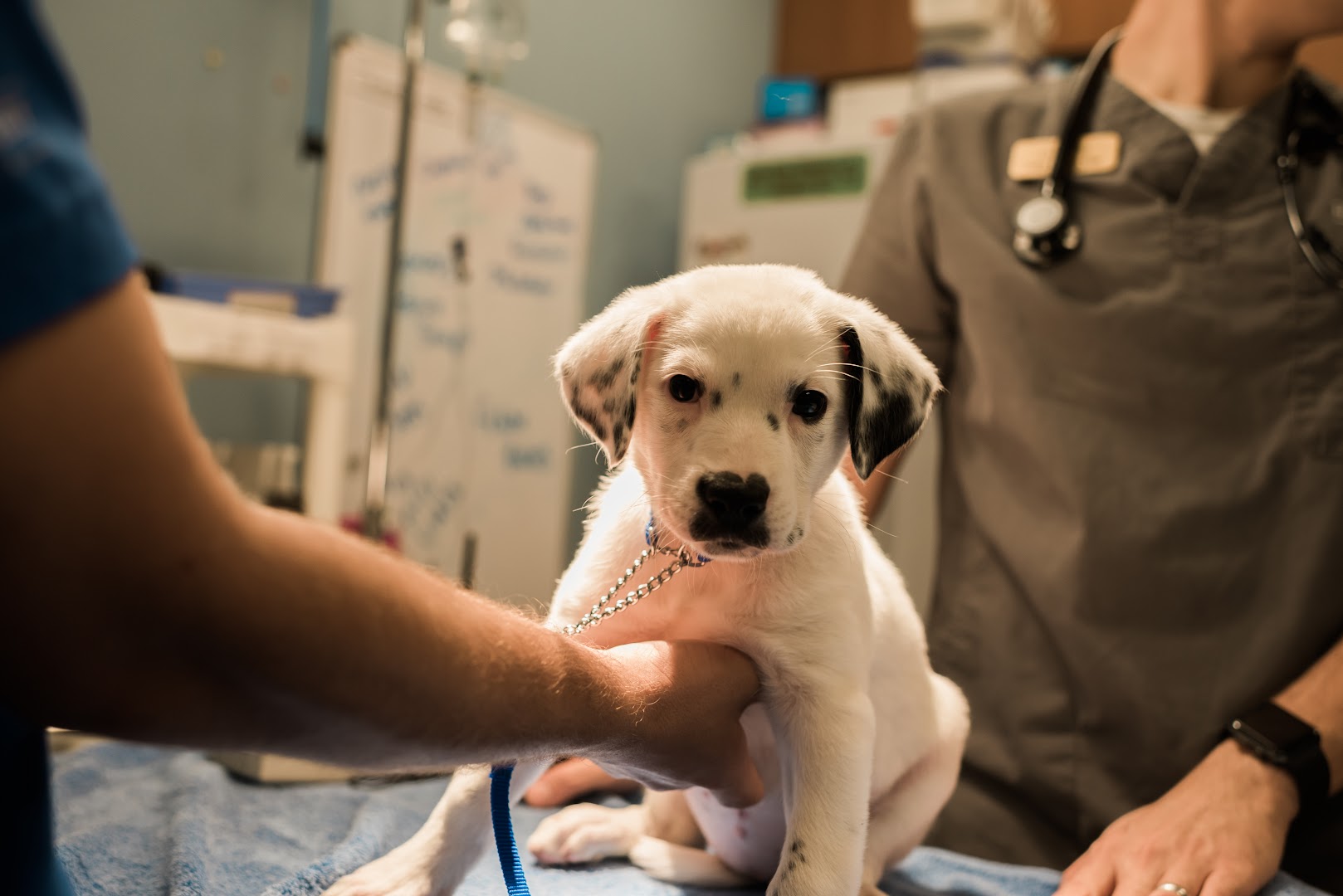 Humane Society Naples: Veterinary Clinic