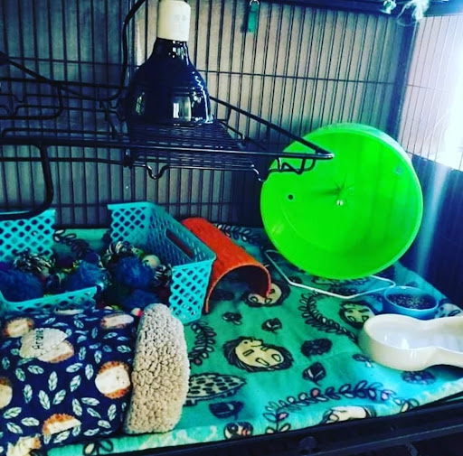 Pet Store «Inland Reef Pet Store», reviews and photos, 817 Cross Lanes Dr, Cross Lanes, WV 25313, USA