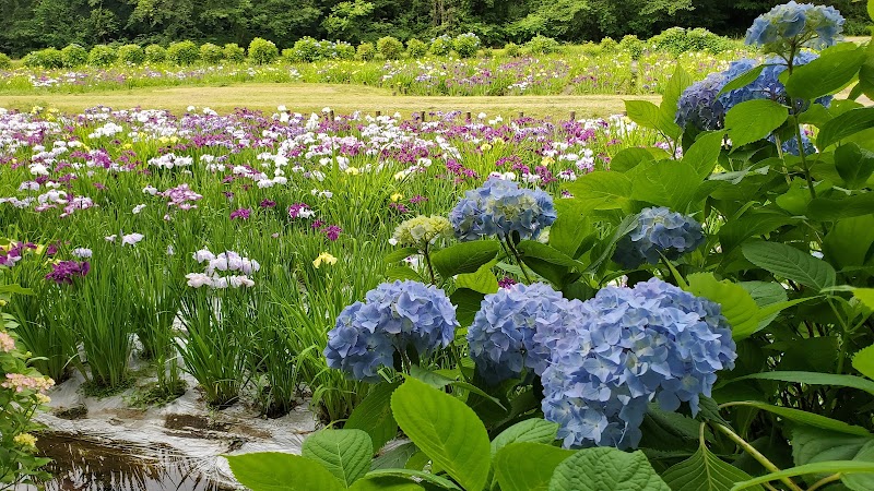 池田池公園 菖蒲園