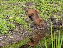 King Wildlife Services - Photo 4 - Car repair in , Marysville