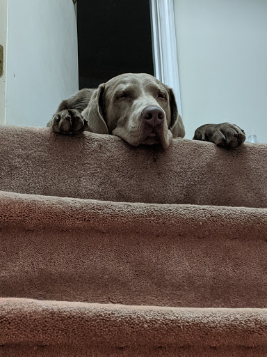 Pet Supply Store «PetSmart», reviews and photos, 88 Shops at 5 Way, Plymouth, MA 02360, USA