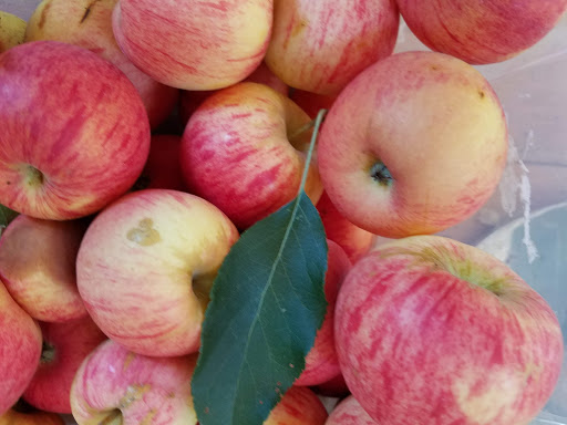 Fine Dining Restaurant «Sonoma Wine Shop / La Bodega Kitchen», reviews and photos, 2295 Gravenstein Hwy S, Sebastopol, CA 95472, USA