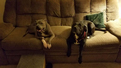Northwest SPCA image