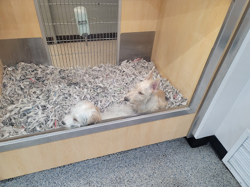 Pet Store «Animal Kingdom», reviews and photos, 5000 S Arizona Mills Cir, Tempe, AZ 85282, USA