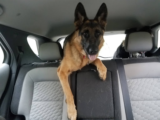 Pet Supply Store «Pet Supplies Plus», reviews and photos, 7204 Dempster St, Morton Grove, IL 60053, USA