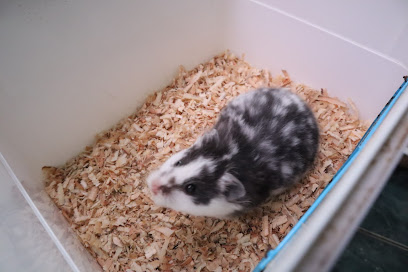 Hammy Frank (jual hamster)