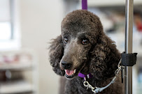 The Dog Stop - Plano (Central) - Photo 5 - Car repair in Plano, TX, Plano