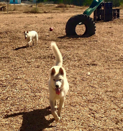 Derty Dog Canine Retreat & Fitness