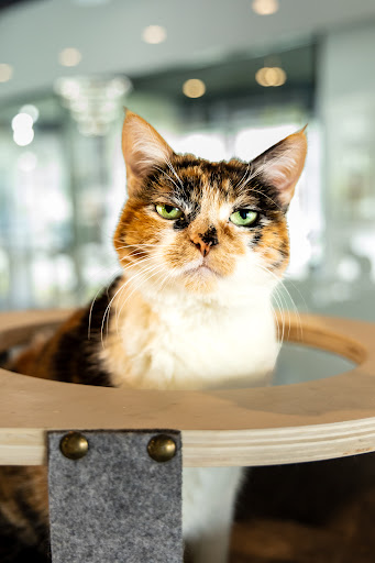 Frisky Business Palm Springs Cat Cafe image