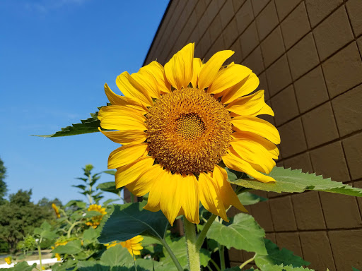 Coffee Shop «RoosRoast Coffee», reviews and photos, 1155 Rosewood St b, Ann Arbor, MI 48104, USA