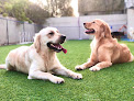 Best Canine Trainers Dubai Near You