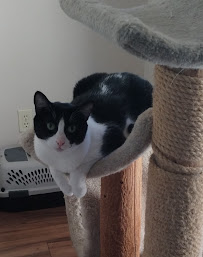 Cat Crazy Boarding - Photo 4 - Car repair in Gilbert, AZ, Mesa