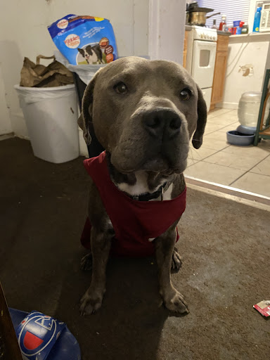 Pet Supply Store «Petco Animal Supplies», reviews and photos, 7901 Lansdowne Ave #1009a, Upper Darby, PA 19082, USA