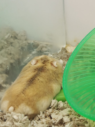 Pet Supply Store «Petco Animal Supplies», reviews and photos, 9078 SE Sunnyside Rd, Clackamas, OR 97015, USA