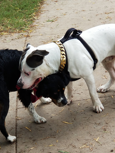 Park «White Rock Lake Park», reviews and photos, E Lawther Dr, Dallas, TX 75218, USA