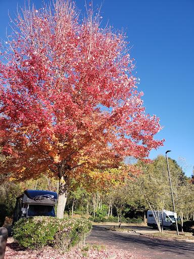 American Restaurant «Cracker Barrel Old Country Store», reviews and photos, 34 Tunnel Rd, Asheville, NC 28805, USA