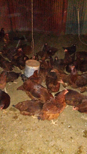 Poultry Farm «R Farm», reviews and photos, 1041 Farm-To-Market 2537, San Antonio, TX 78221, USA
