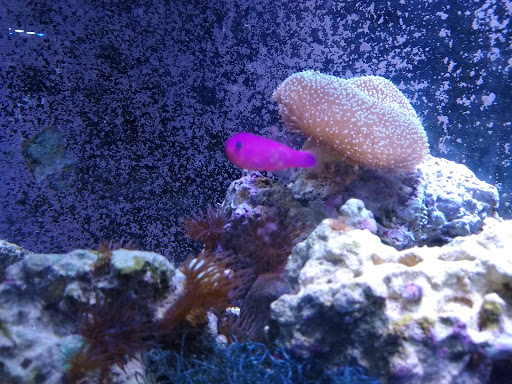 Pet Store «Fish & More Pet Store», reviews and photos, 310 E Main St #8, Sylva, NC 28779, USA