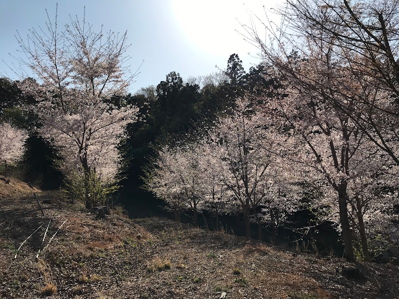 妙満寺桜山