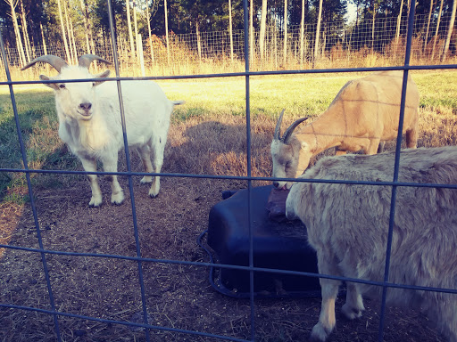 Non-Profit Organization «Dauset Trails Nature Center», reviews and photos, 360 Mt Vernon Church Rd, Jackson, GA 30233, USA