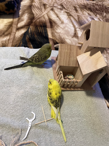 Pet Supply Store «E & M Pet Shop», reviews and photos, 5900 Whittier Blvd, Los Angeles, CA 90022, USA