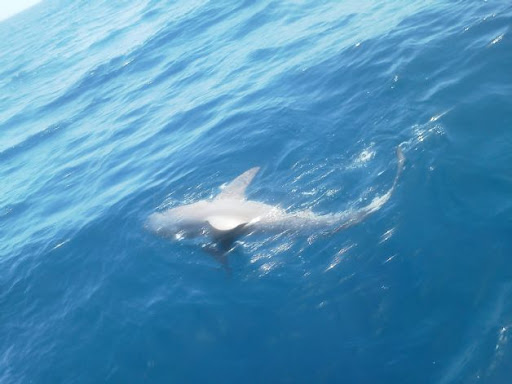 Fishing Charter «Good Time Charter Fishing», reviews and photos, 1111 Love St, Jupiter, FL 33477, USA