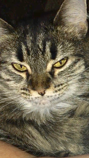 Pet Supply Store «PetSmart», reviews and photos, 950 Hanes Mall Blvd, Winston-Salem, NC 27103, USA